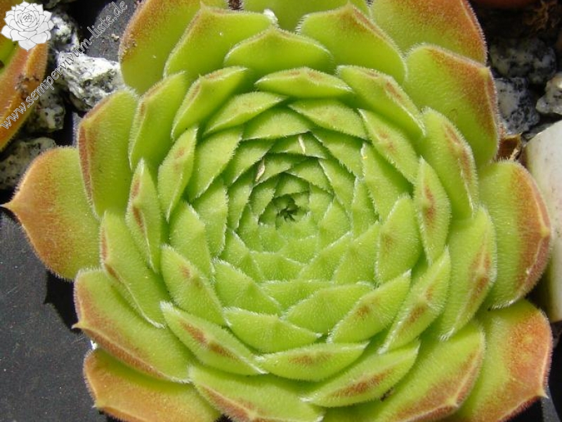 heuffelii (reginae-amaliae) from Stara Planina