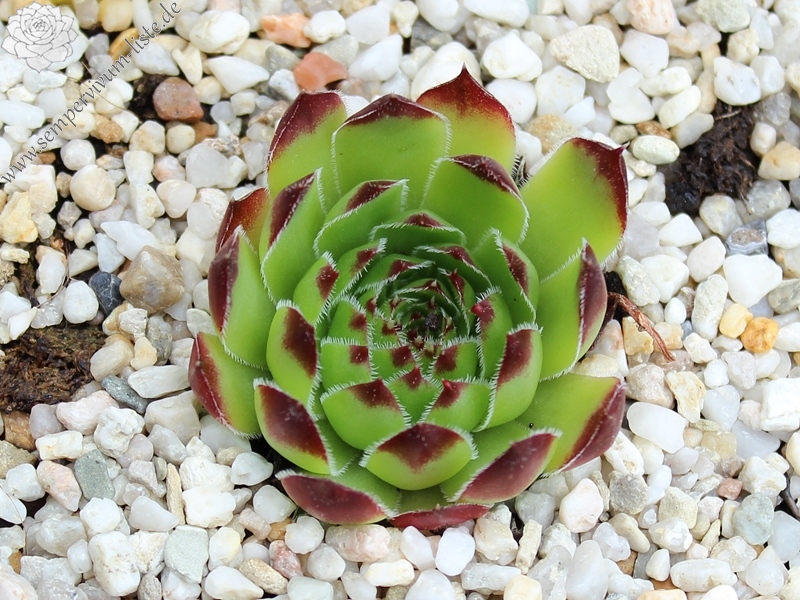 heuffelii (stramineum)