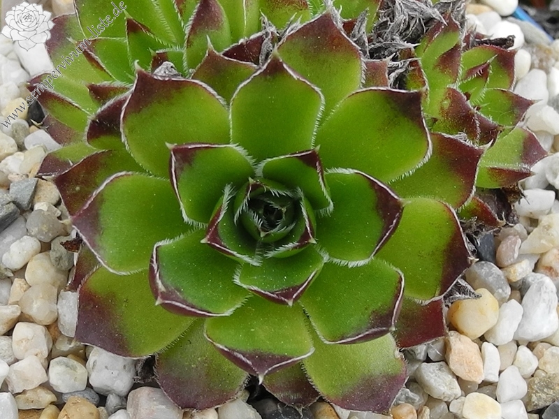 heuffelii (velenovskyi)