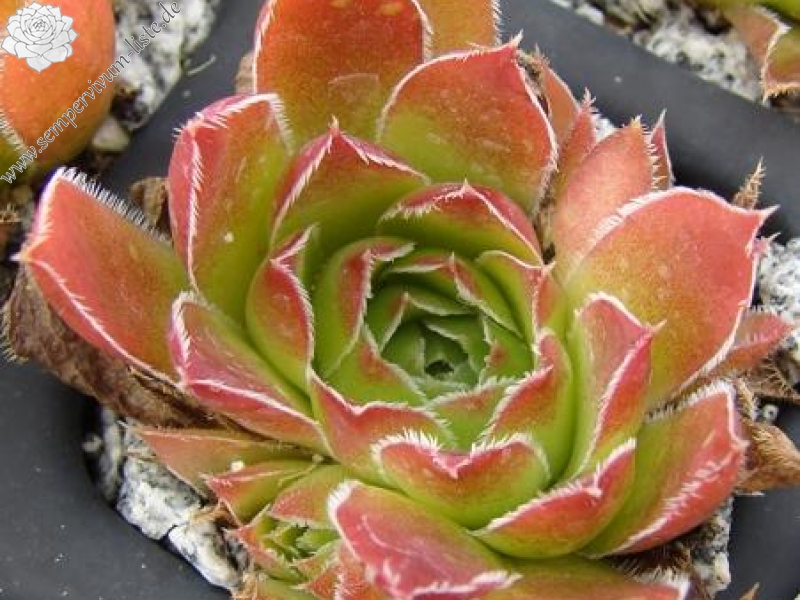 heuffelii (velenovskyi)