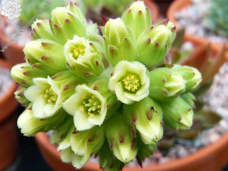 heuffelii from Rujen