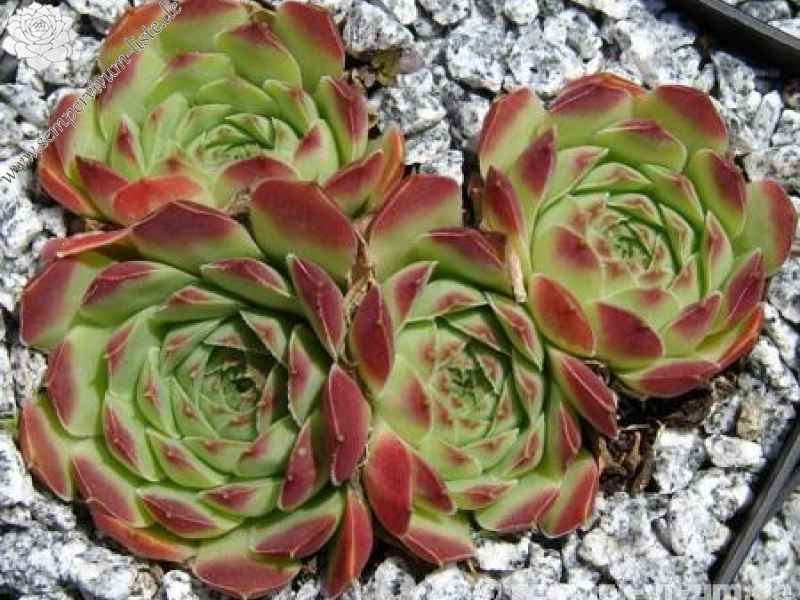 heuffelii from "Anthomorica"