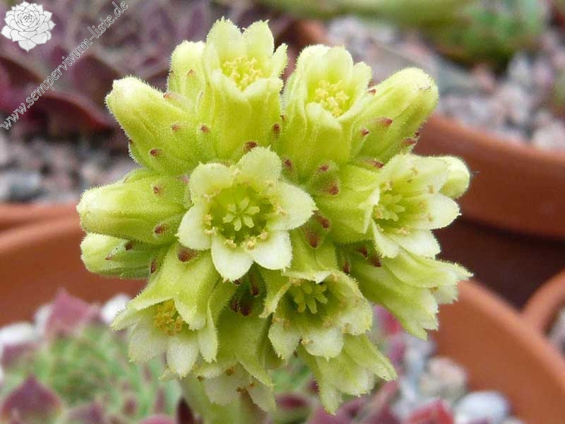 heuffelii from "Anthomorica"