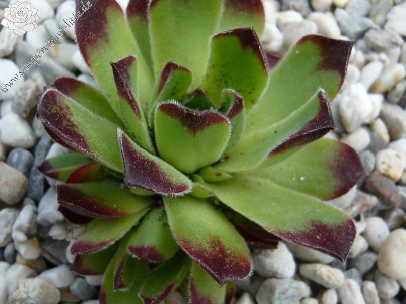 heuffelii from Bansko