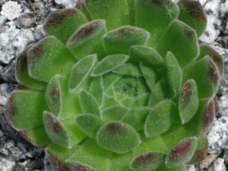 heuffelii from Bansko