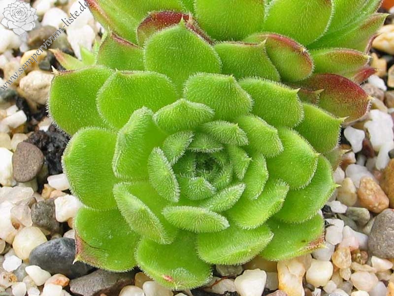 heuffelii from Bansko