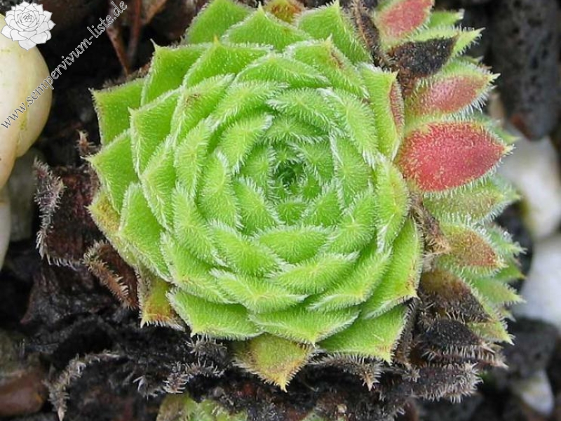 heuffelii from Bansko