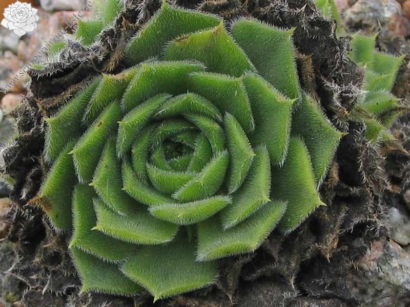 heuffelii from Bansko