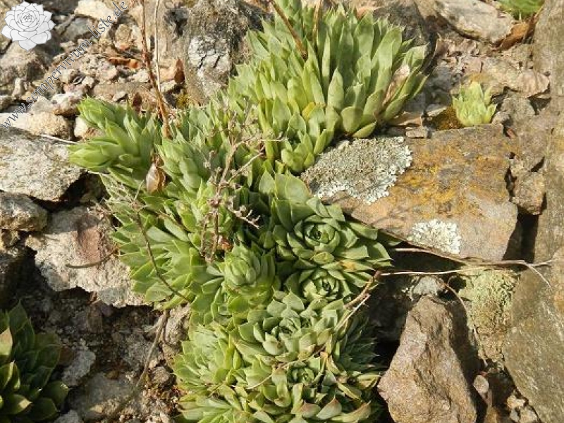 heuffelii from Bebresh Dam, oberhalb