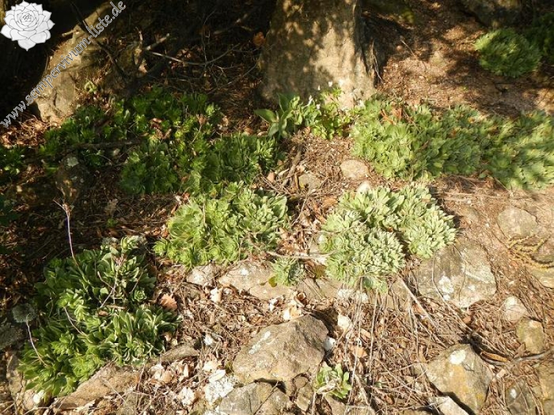 heuffelii from Bebresh Dam, oberhalb