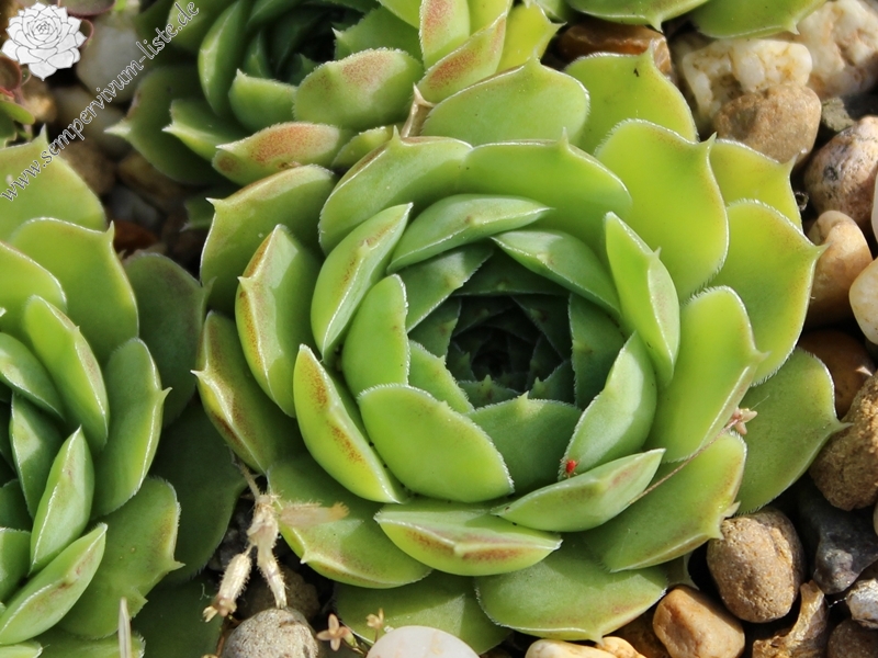 heuffelii from Cakor