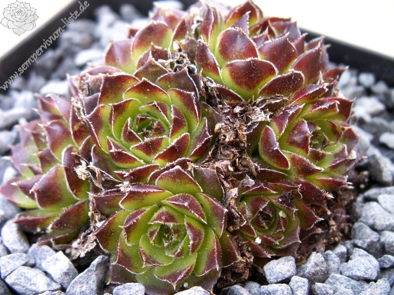 heuffelii from Cakor