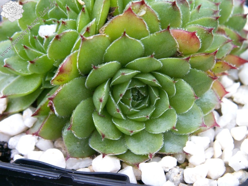 heuffelii from Cakor