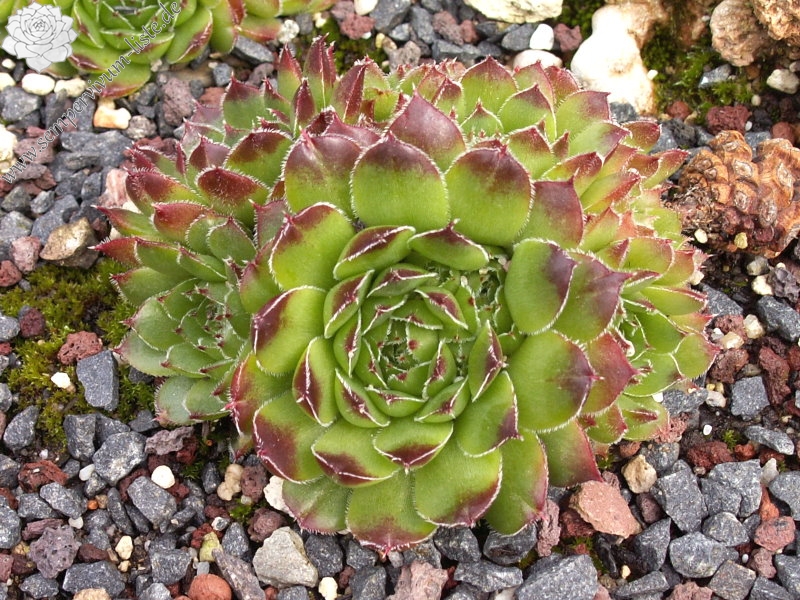 heuffelii from Cakor