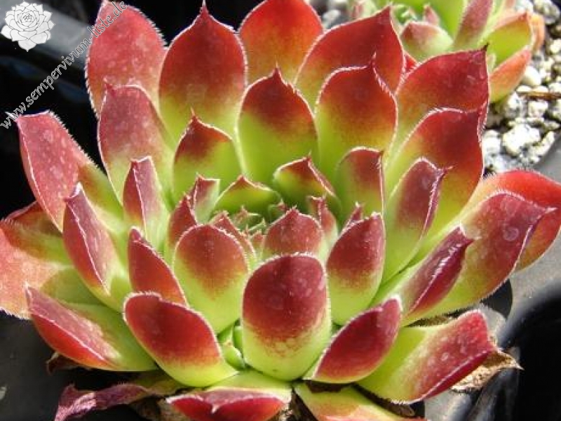 heuffelii from Cakor