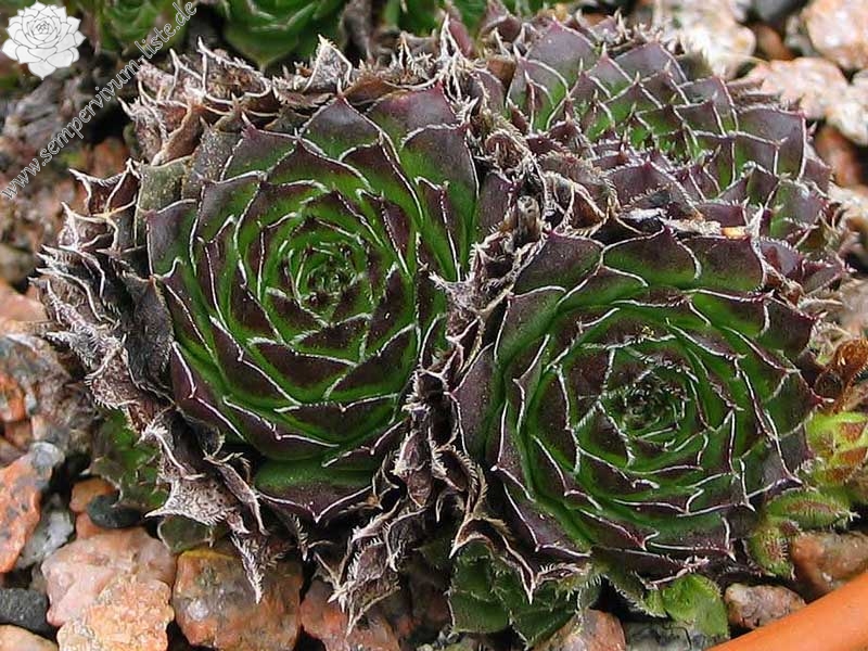 heuffelii from Cakor