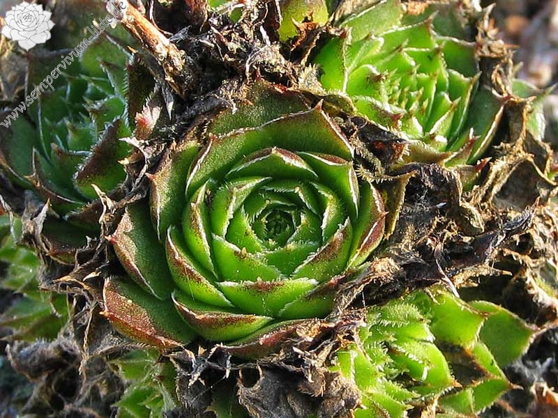 heuffelii from Cakor