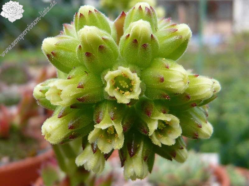 heuffelii from Cakor