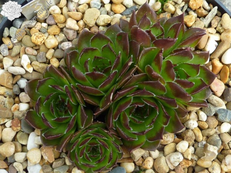 heuffelii from Chietule Jietului, 1150m