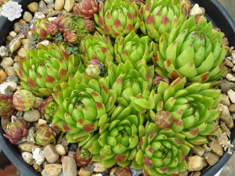 globiferum ssp. hirtum from Heukuppe