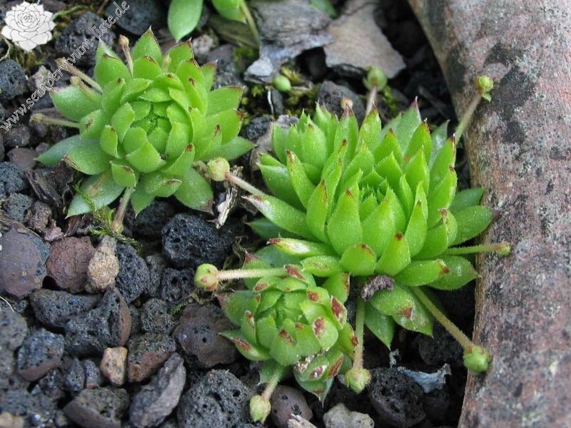 globiferum ssp. hirtum from Annenheim
