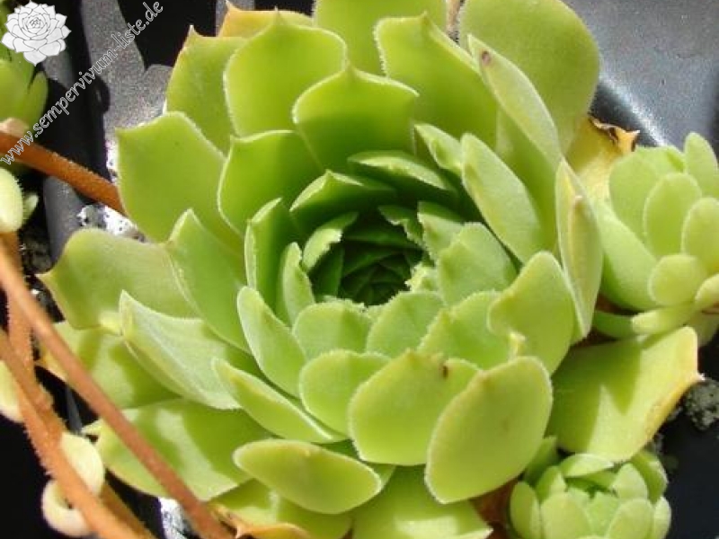 ingwersenii from Selda river