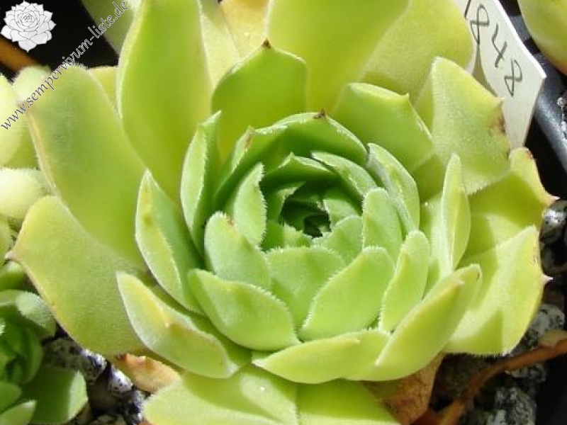 ingwersenii from Selda river