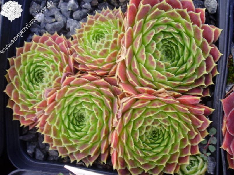 heuffelii from Jakupica