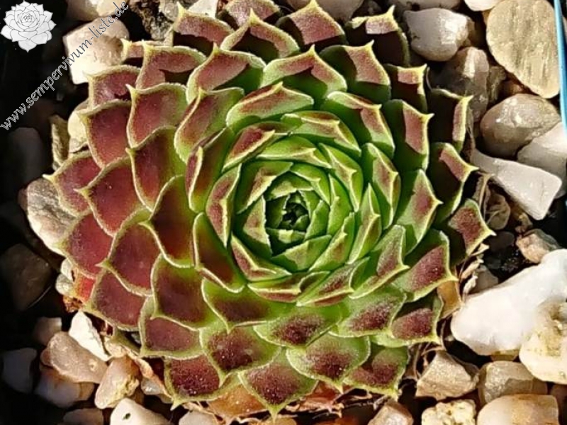 heuffelii from Jakupica