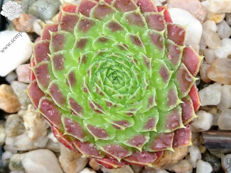 heuffelii from Jakupica