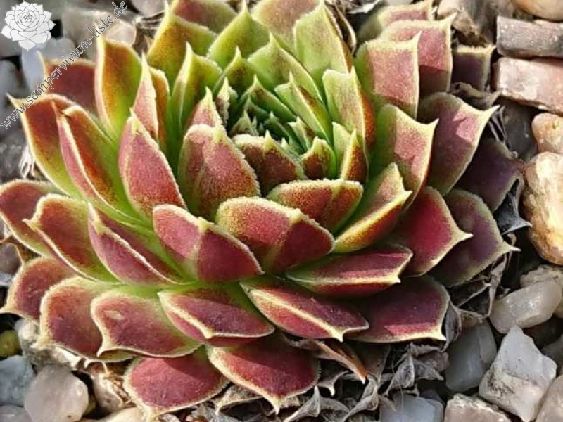 heuffelii from Jakupica