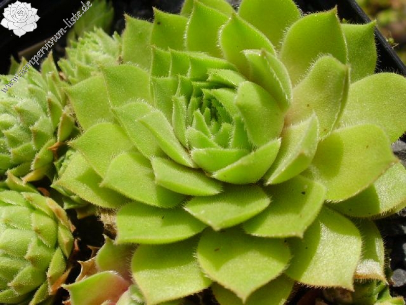 cantabricum (vicentei) from Picos de Urbion