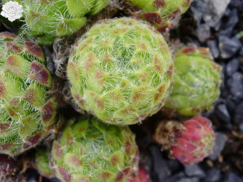 ciliosum from Ali Botusch