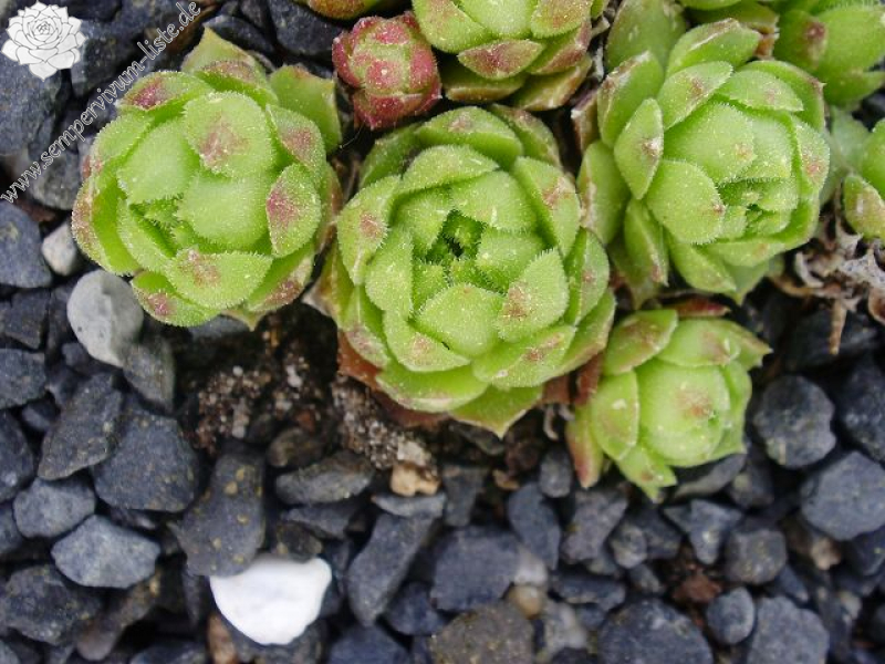 cantabricum ssp. urbionense