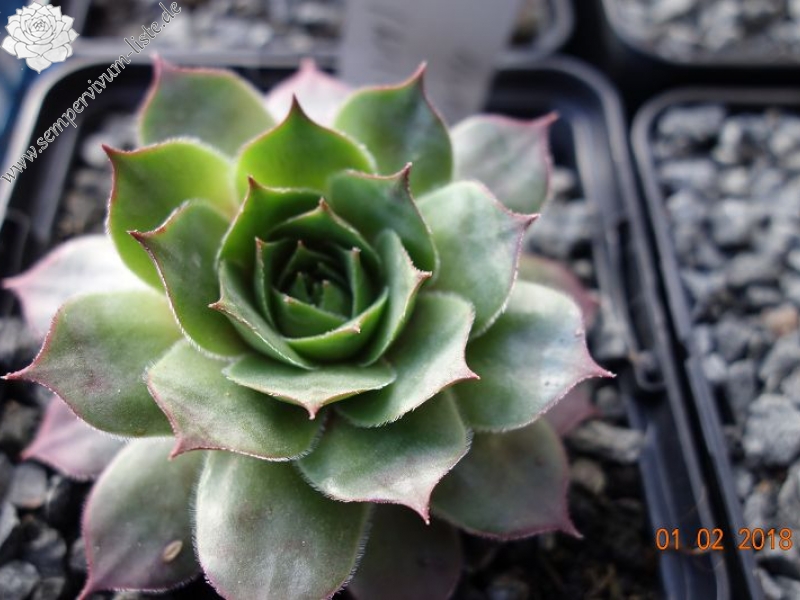 Korspelse Irini Dimitra