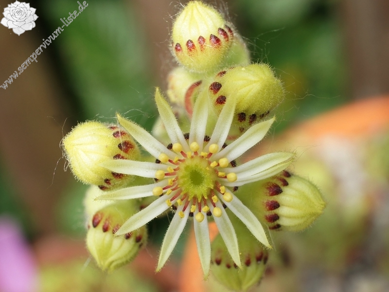 leucanthum from Pastra