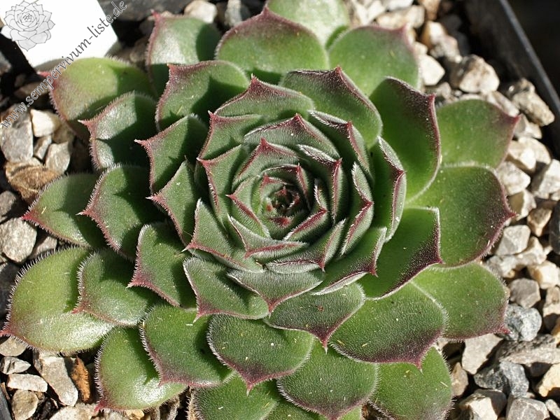 heuffelii from Rilagebirge