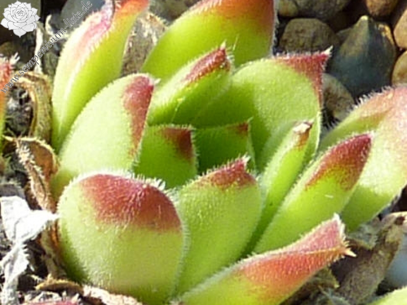 heuffelii from Karlovo