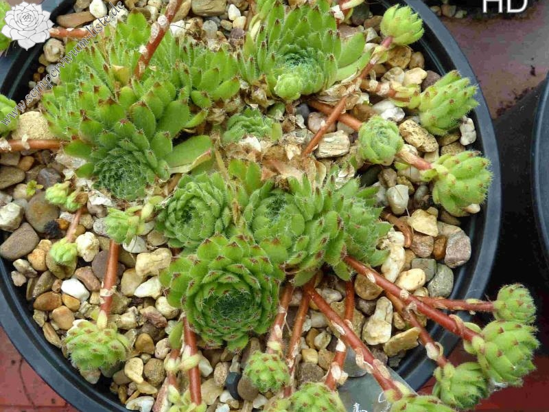 ciliosum from Kasbek