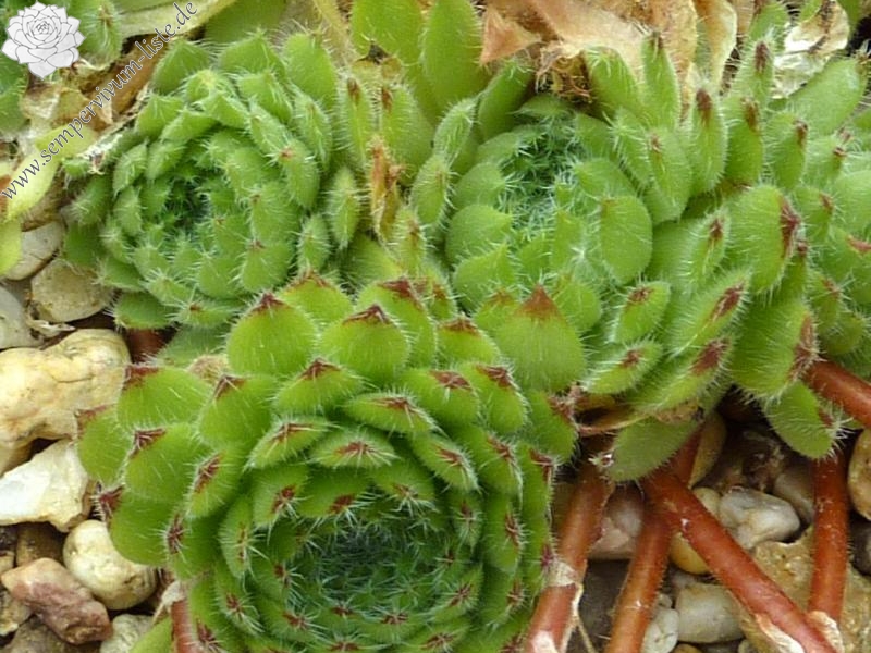 ciliosum from Kasbek