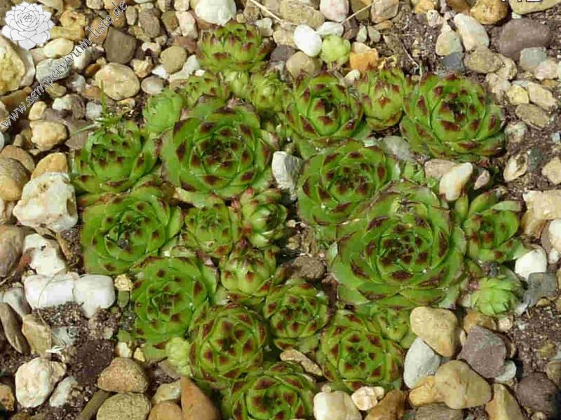 caucasicum from Kaukasus