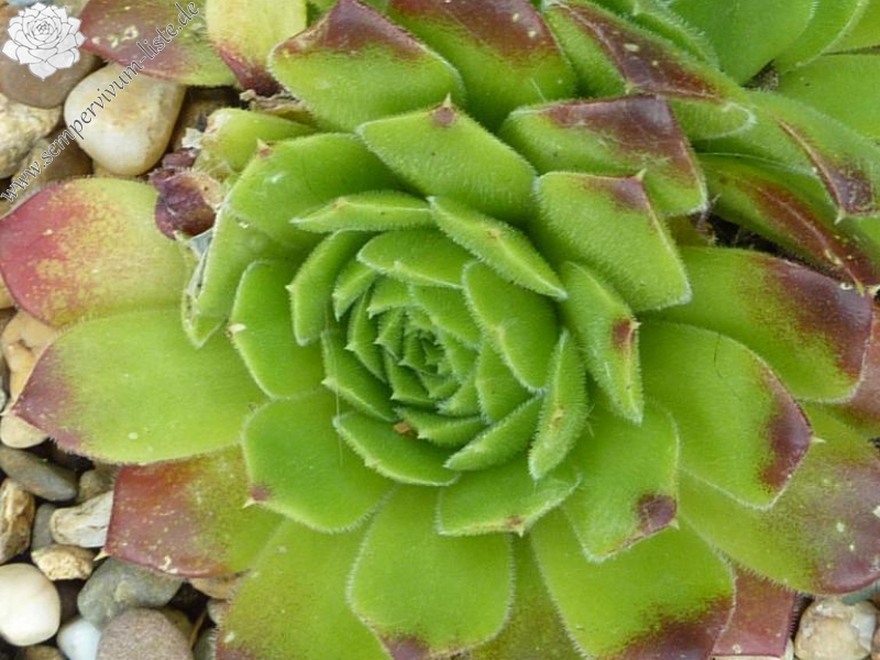 heuffelii from Kazana