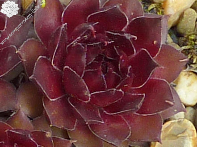 Korspelse Devillia