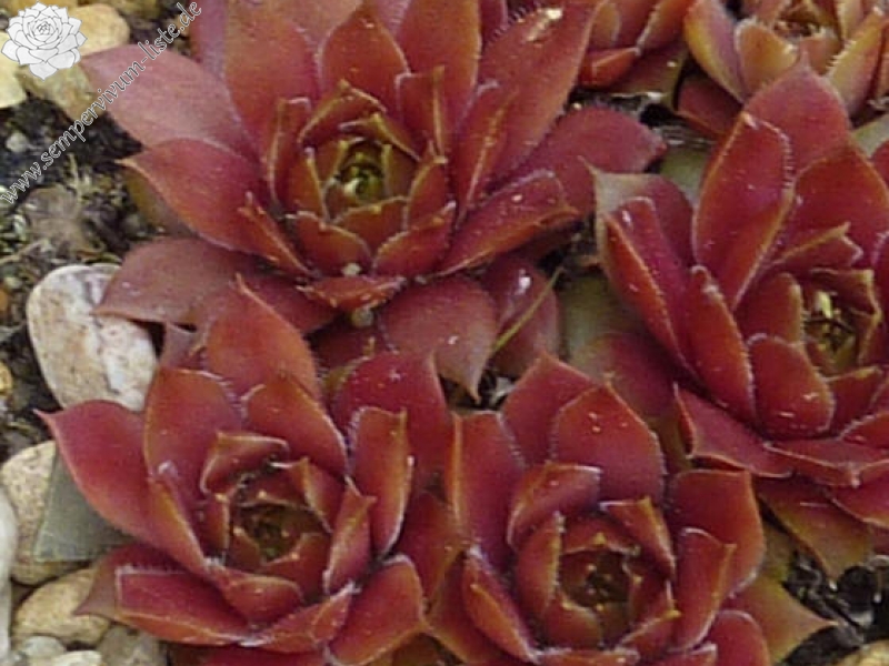 Korspelse Elonisia