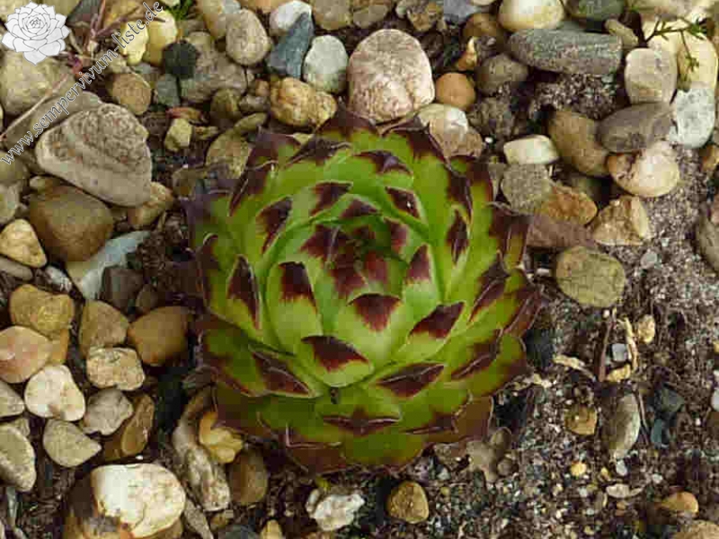 Korspelse Gidule