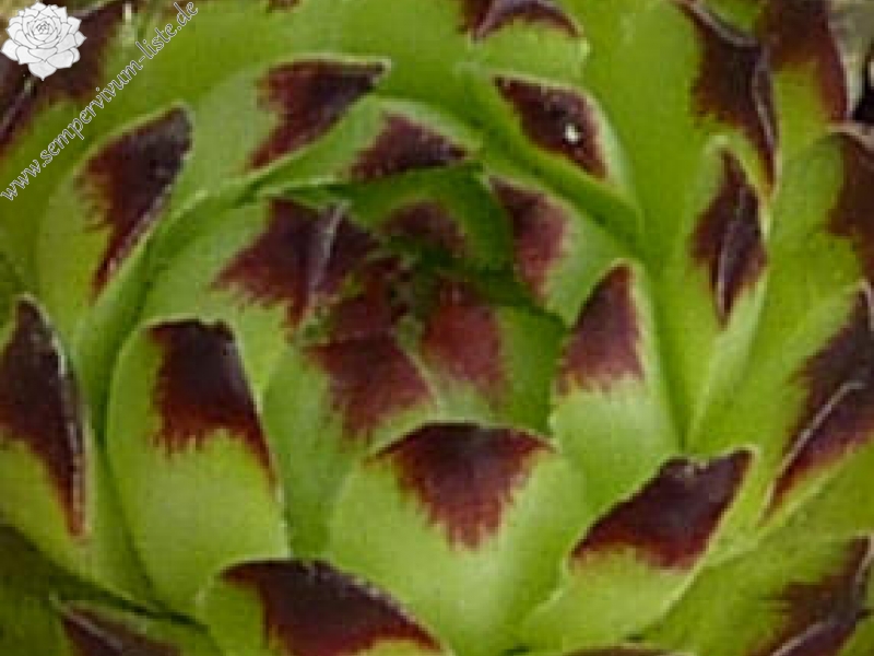 Korspelse Gidule