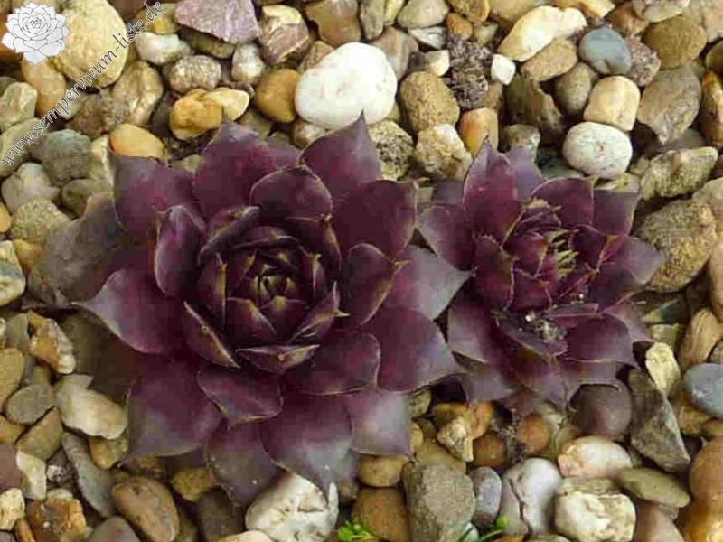 Korspelse Jamote