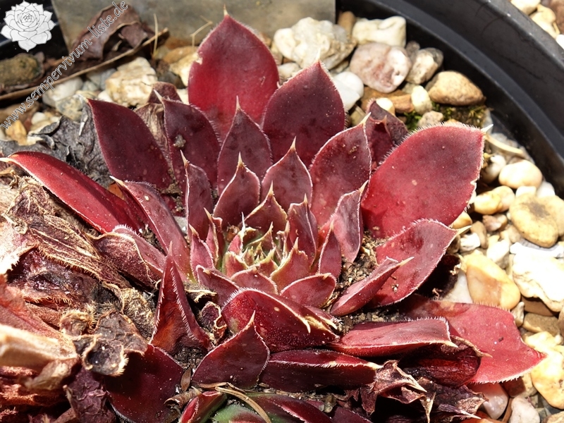 Korspelse Carda / Jovi