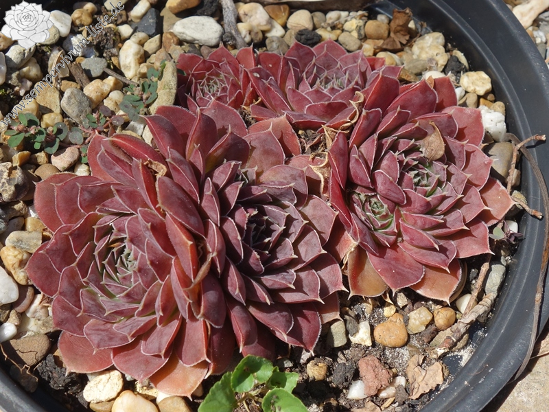 Korspelse Herdis / Jovi