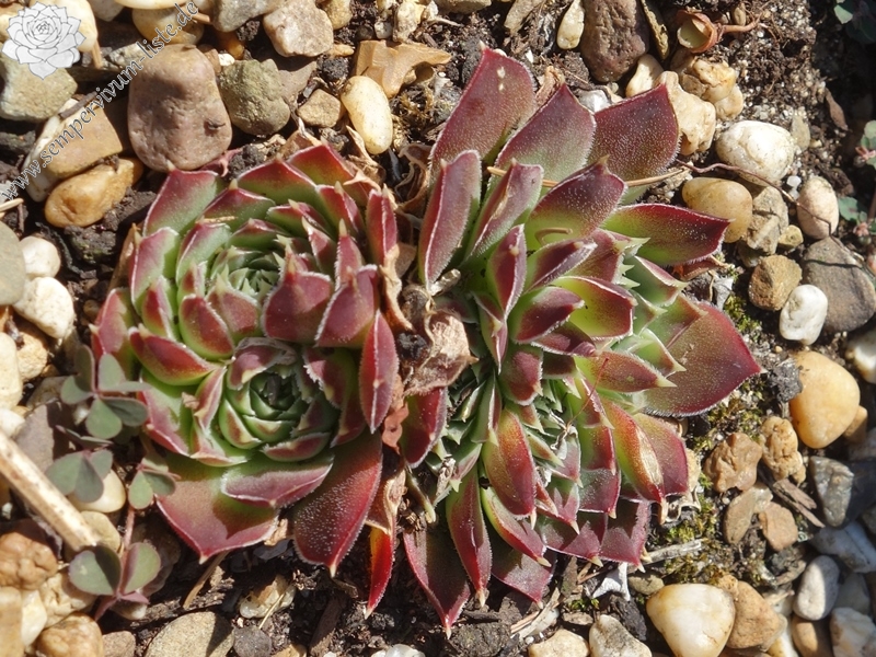 Korspelse Jahelle / Jovi